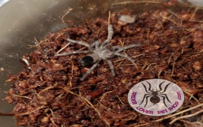 boehmei unsex sling 1-2 cm tarantula